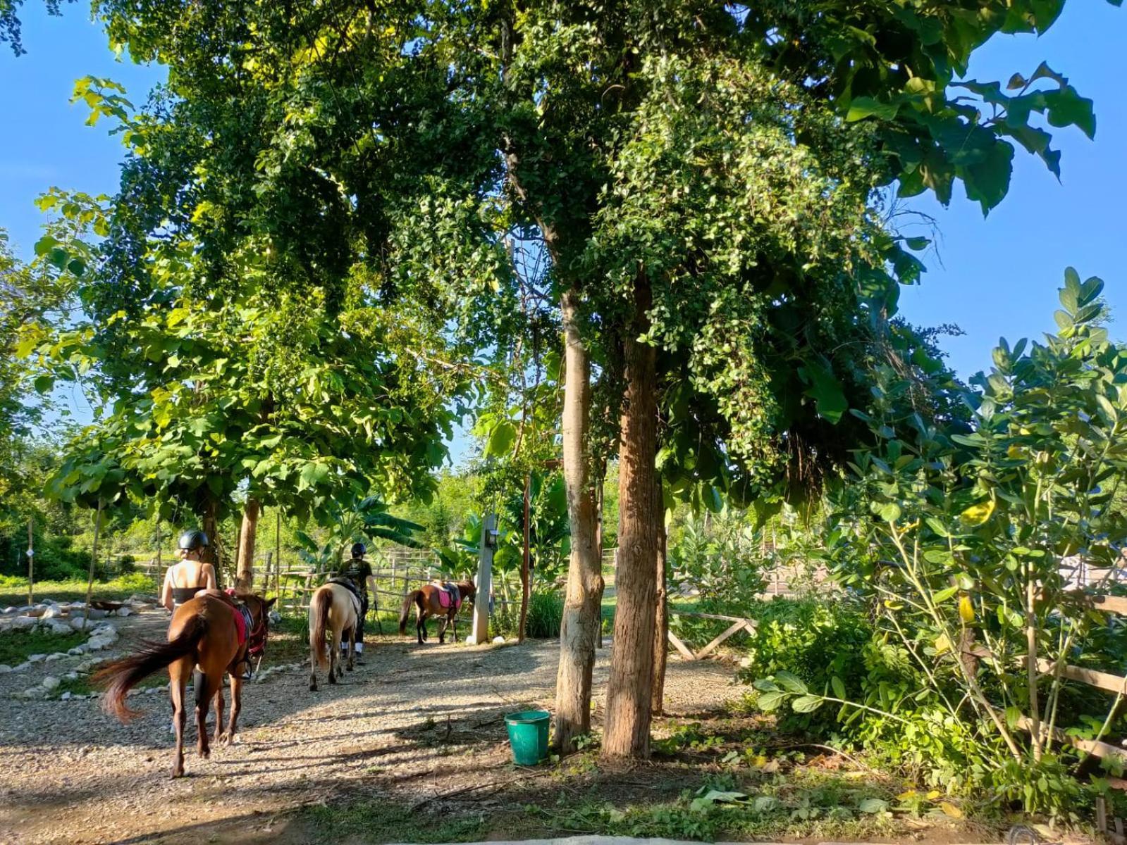 Namkhan Horses Stables لوانغ برابانغ المظهر الخارجي الصورة