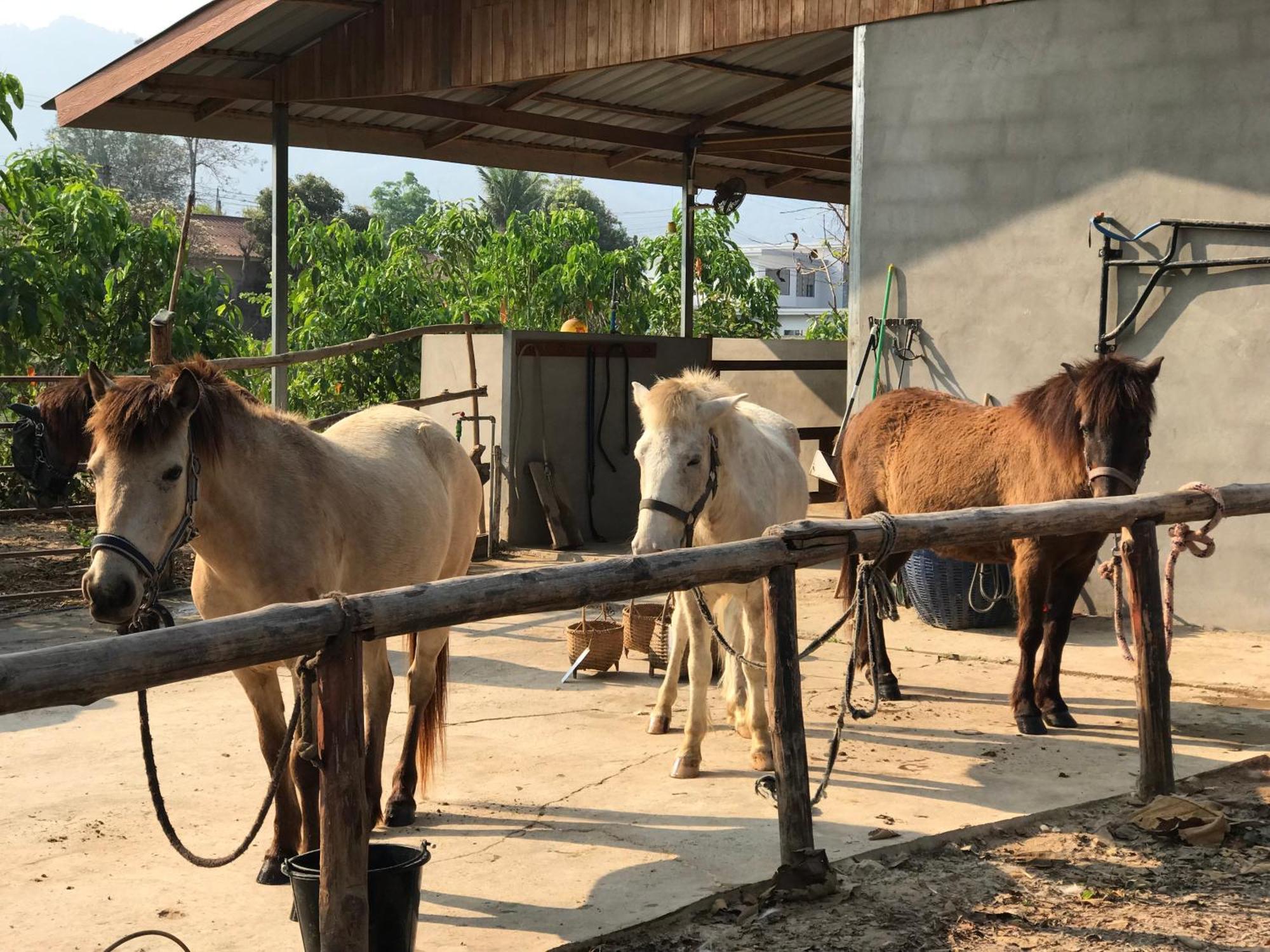 Namkhan Horses Stables لوانغ برابانغ المظهر الخارجي الصورة